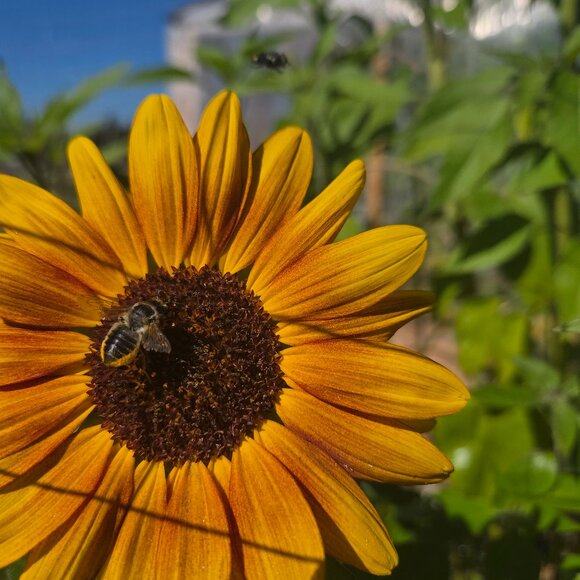 Meet your Posher, Renesha - Picture 1 of 1